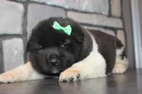 AKC Deisel, a male Akita for sale in Massillon, OH – Photo 4 of 4