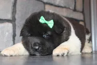AKC Deisel, a male Akita for sale in Massillon, OH – Photo 2 of 4