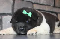 AKC Deisel, a male Akita for sale in Massillon, OH – Photo 3 of 4
