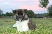 Akc Juno, a female Akita for sale in Massillon, OH – 4 of 8