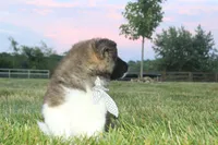 Akc Juno, a female Akita for sale in Massillon, OH – 7 of 8