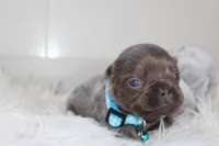 AKC Charlie, a male French Bulldog for sale in Massillon, OH – 1 of 8