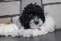 AKC Bella, a female Poodle - Miniature  for sale in Massillon, OH – 2 of 6