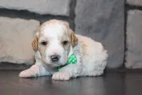 Mini Ziggy, a male Miniature Goldendoodle for sale in Massillon, OH – 6 of 6