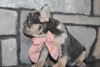 AKC Sadi, a female French Bulldog for sale in Massillon, OH – 7 of 10