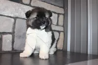 Akc Riley, a female Akita for sale in Massillon, OH – 4 of 10