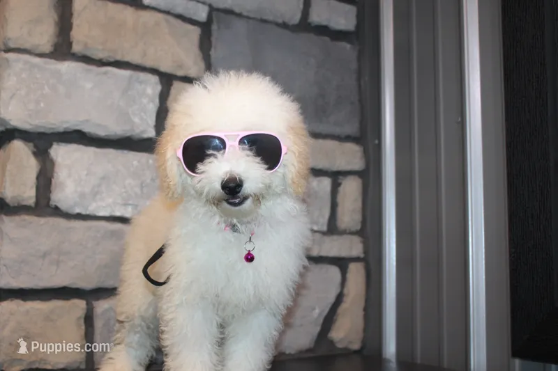 Mini Willow – Miniature Goldendoodle puppy for sale in Massillon, OH