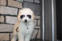Mini Willow, a male Miniature Goldendoodle for sale in Massillon, OH – 1 of 7