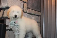 Mini Willow, a male Miniature Goldendoodle for sale in Massillon, OH – 4 of 7