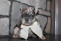 AKC Sadi, a female French Bulldog for sale in Massillon, OH – 7 of 7