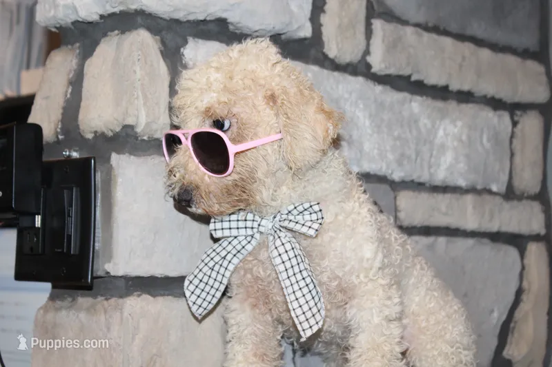 AKC Ollie – Poodle - Miniature  puppy for sale in Massillon, OH