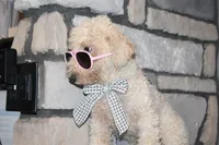AKC Ollie, a male Poodle - Miniature  for sale in Massillon, OH – 2 of 6