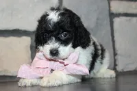 Mini Lexi, a female Miniature Goldendoodle for sale in Massillon, OH – 4 of 10