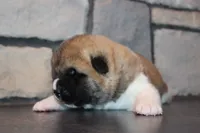 AKC Milo, a male Akita for sale in Massillon, OH – 6 of 10