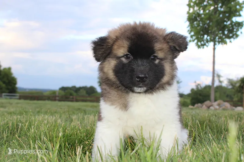 AKC Teddy – Akita puppy for sale in Massillon, OH