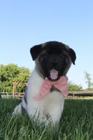 AKC Molly , a female Akita for sale in Massillon, OH – 4 of 9