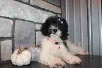 MIni Zoey, a female Miniature Goldendoodle for sale in Massillon, OH – 2 of 6