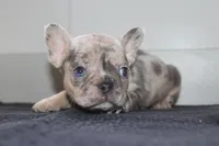 AKC Cooper, a male French Bulldog for sale in Massillon, OH – 7 of 9