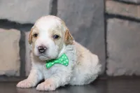Mini Ziggy, a male Miniature Goldendoodle for sale in Massillon, OH – 3 of 6