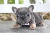 AKC Zoe, a female French Bulldog for sale in Massillon, OH – 5 of 10