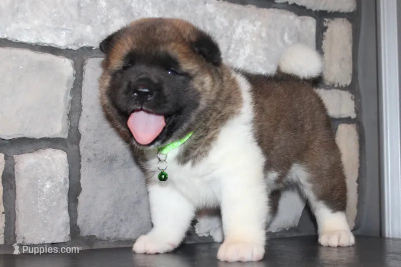 AKC Bear – Akita puppy for sale in Massillon, OH