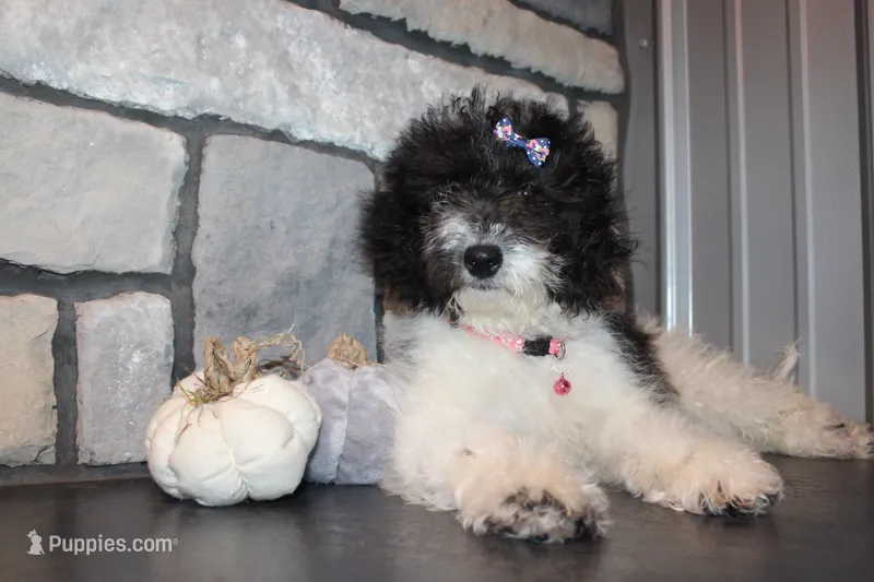 MIni Zoey – Miniature Goldendoodle puppy for sale in Massillon, OH