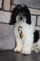 Mini Ollie, a male Miniature Goldendoodle for sale in Massillon, OH – 4 of 7