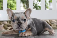 AKC Ziggy, a male French Bulldog for sale in Massillon, OH – 5 of 6