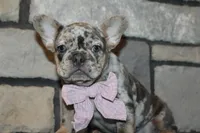 AKC Fifi, a female French Bulldog for sale in Massillon, OH – 7 of 10