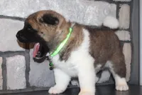 AKC Bear, a male Akita for sale in Massillon, OH – 4 of 10