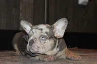 AKC Hank, a male French Bulldog for sale in Massillon, OH – 10 of 10
