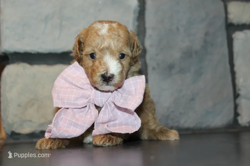 Akc Harper – Poodle - Miniature  puppy for sale in Massillon, OH