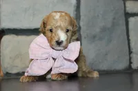 Akc Harper, a female Poodle - Miniature  for sale in Massillon, OH – 1 of 6