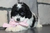 Mini Lexi, a female Miniature Goldendoodle for sale in Massillon, OH – 5 of 10