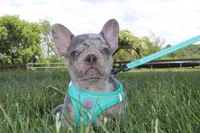 AKC Hank, a male French Bulldog for sale in Massillon, OH – 4 of 10