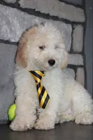 Mini Snoopy, a male Miniature Goldendoodle for sale in Massillon, OH – 7 of 9