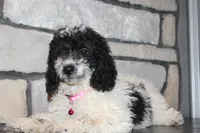 Mini Lexi, a female Miniature Goldendoodle for sale in Massillon, OH – 5 of 6
