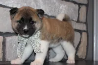 Akc Juno, a female Akita for sale in Massillon, OH – 5 of 7