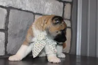 Akc Juno, a female Akita for sale in Massillon, OH – 7 of 7