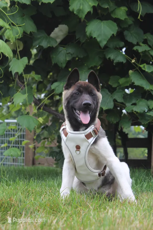 AKC Molly  – Akita puppy for sale in Massillon, OH