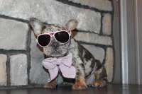 AKC Fifi, a female French Bulldog for sale in Massillon, OH – 1 of 10