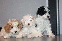 AKC Molly, a female Poodle - Miniature  for sale in Massillon, OH – Photo 3 of 8