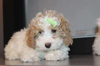 AKC Molly, a female Poodle - Miniature  for sale in Massillon, OH – Photo 7 of 8