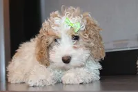 AKC Molly, a female Poodle - Miniature  for sale in Massillon, OH – Photo 4 of 8
