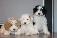 AKC Molly, a female Poodle - Miniature  for sale in Massillon, OH – Photo 2 of 8
