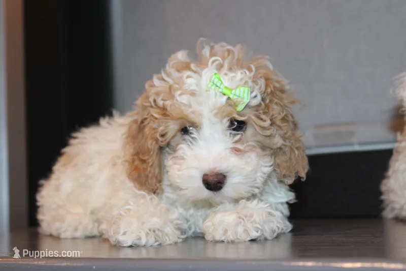 AKC Molly – Poodle - Miniature  puppy for sale in Massillon, OH