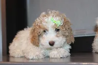 AKC Molly, a female Poodle - Miniature  for sale in Massillon, OH – Photo 1 of 8