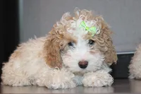 AKC Molly, a female Poodle - Miniature  for sale in Massillon, OH – Photo 6 of 8