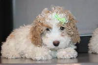 AKC Molly, a female Poodle - Miniature  for sale in Massillon, OH – Photo 5 of 8