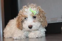 AKC Molly, a female Poodle - Miniature  for sale in Massillon, OH – Photo 8 of 8